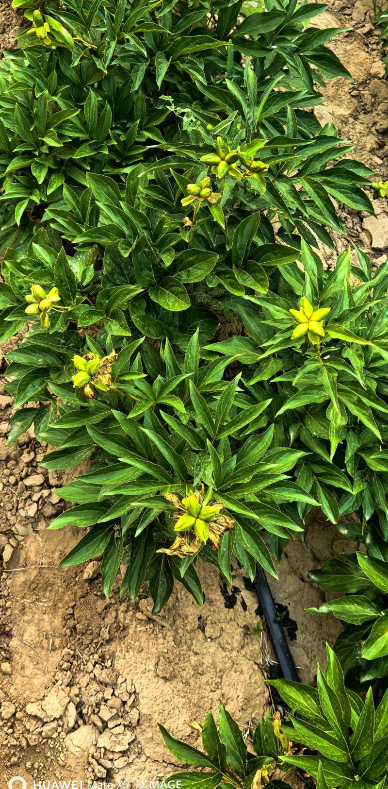 白芍种植常见问答