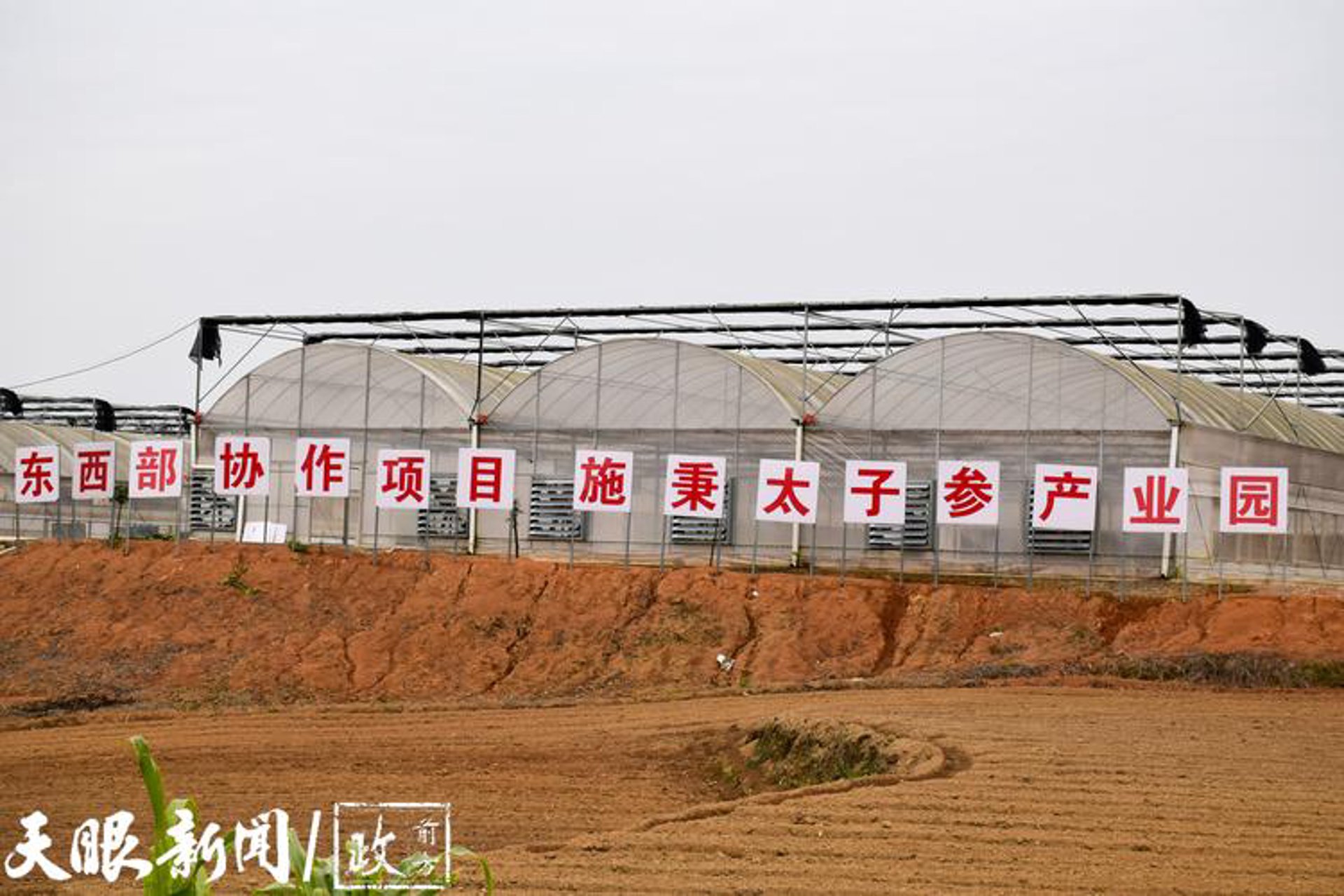 构建中药材基地：一片繁荣的希望